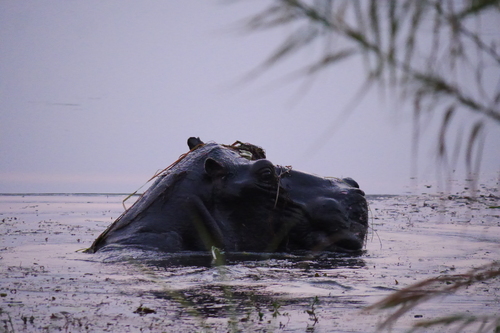 Common Hippopotamus