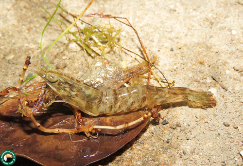 Rimapenaeus constrictus