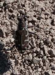 Cicindela repanda repanda