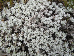 Helichrysum saxicola