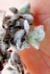 Helichrysum saxicola