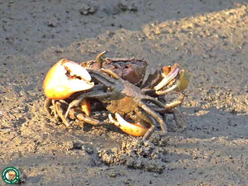 Eurytium limosum