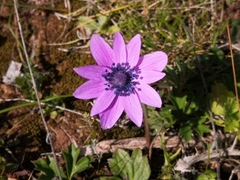 Anemone hortensis