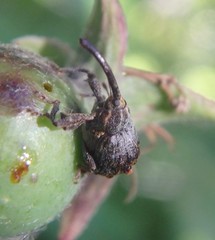 Anthonomus quadrigibbus