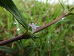 Spermacoce articularis