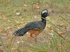 Bare-Faced Curassow photo 2