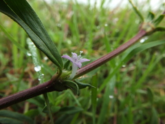 Spermacoce articularis