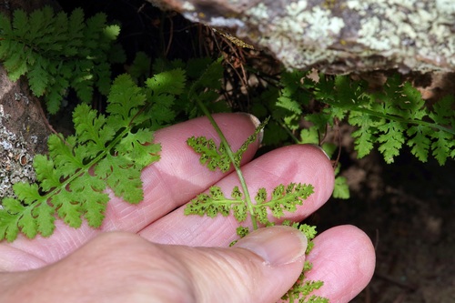 Image of Woodsia plummerae by (c) Michelle W. （鍾偉瑋）, some rights reserved (CC BY)
