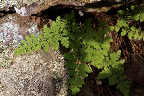 Plummer's cliff fern (Woodsia plummerae)