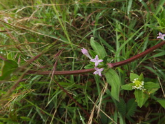 Spermacoce articularis