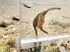 Platax boersii