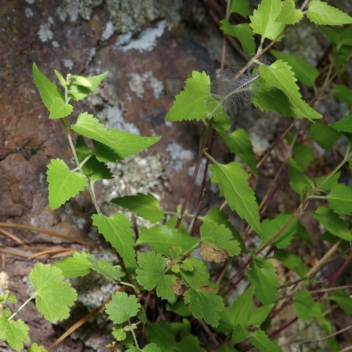 Image of Brickelliastrum fendleri by (c) Michelle W. （鍾偉瑋）, some rights reserved (CC BY)