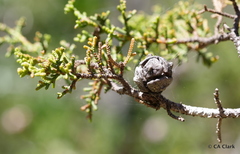 Cupressus pygmaea