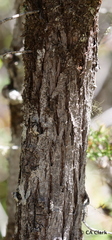 Cupressus pygmaea