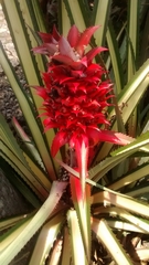 Ananas comosus bracteatus