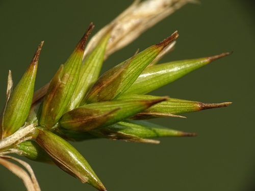 Image of Carex folliculata by no rights reserved