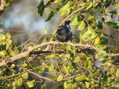 Melaniparus niger niger