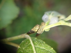 Omalophora pectoralis