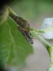 Omalophora pectoralis