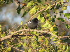 Melaniparus niger niger
