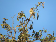 Gymnoris superciliaris