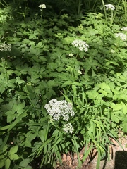 Aegopodium