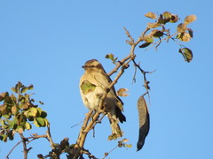 Gymnoris superciliaris