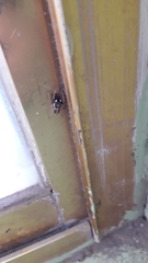 Menemerus semilimbatus