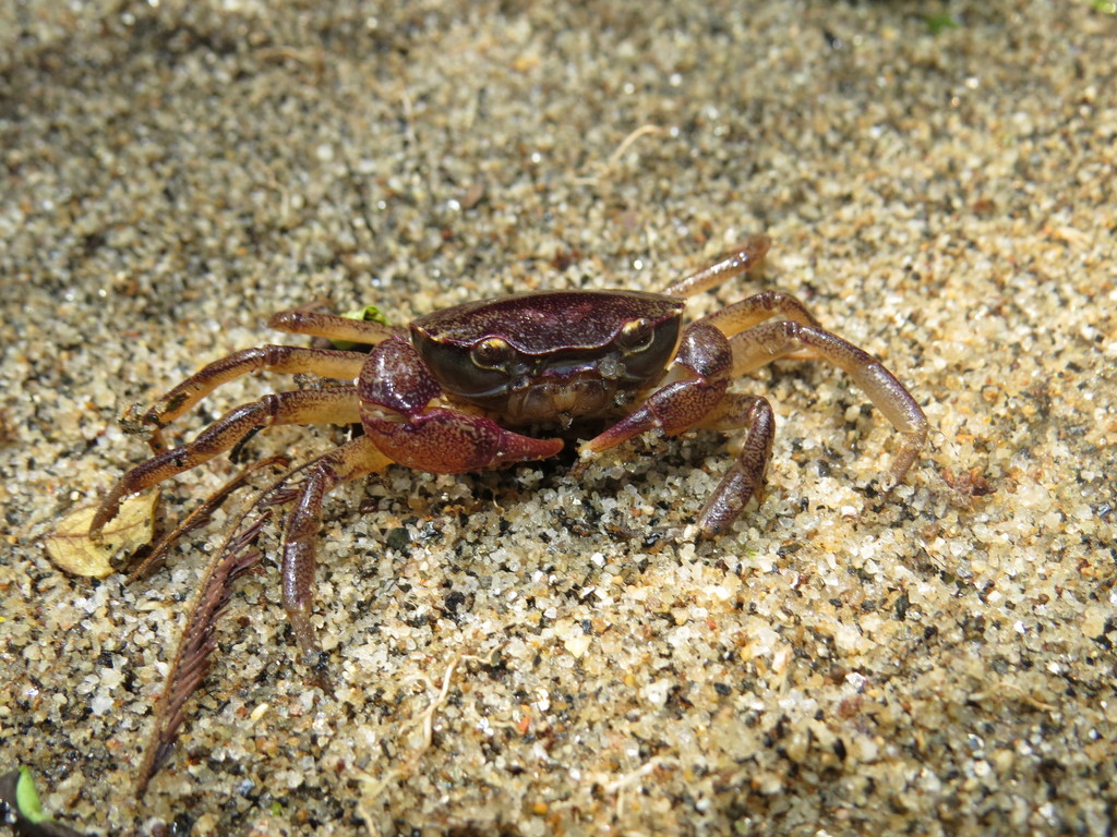 Trichodactylus dentatus