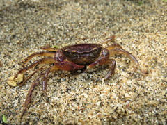 Trichodactylus dentatus