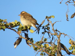 Gymnoris superciliaris