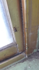 Menemerus semilimbatus