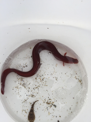 Apodichthys flavidus