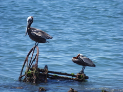 Pelecanus occidentalis occidentalis