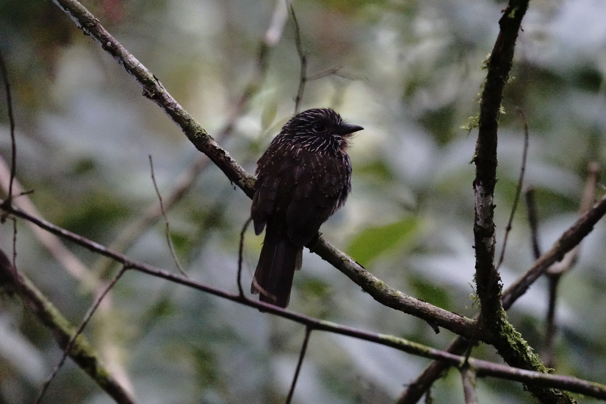 Black-streaked Puffbird (Malacoptila fulvogularis), photo 8