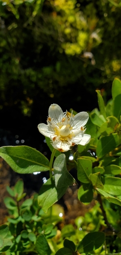Image of Parnassia cirrata by (c) Katie Pearson, some rights reserved (CC BY)