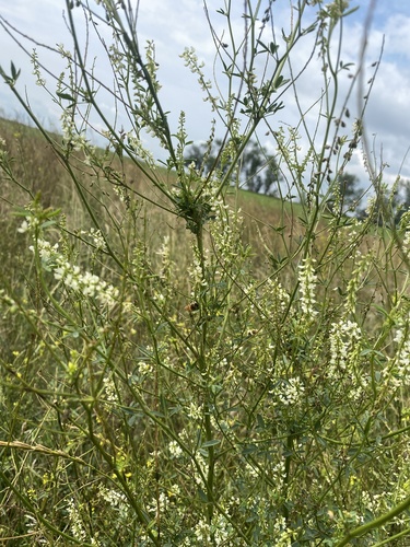 White Sweetclover