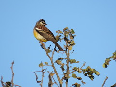 Emberiza flaviventris flaviventris