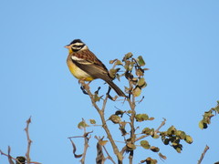 Emberiza flaviventris flaviventris