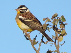 Emberiza flaviventris flaviventris