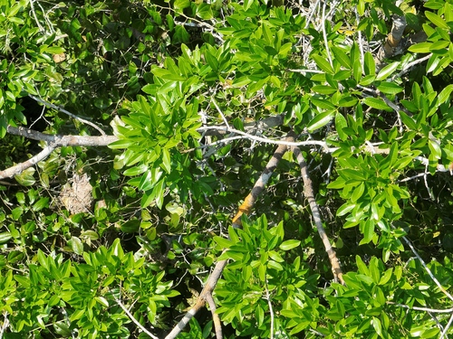 Hevea guianensis, 2024-07-20