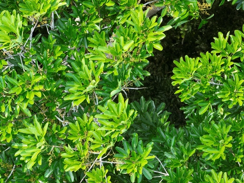 Foto de Seringueira