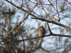 Halcyon chelicuti chelicuti