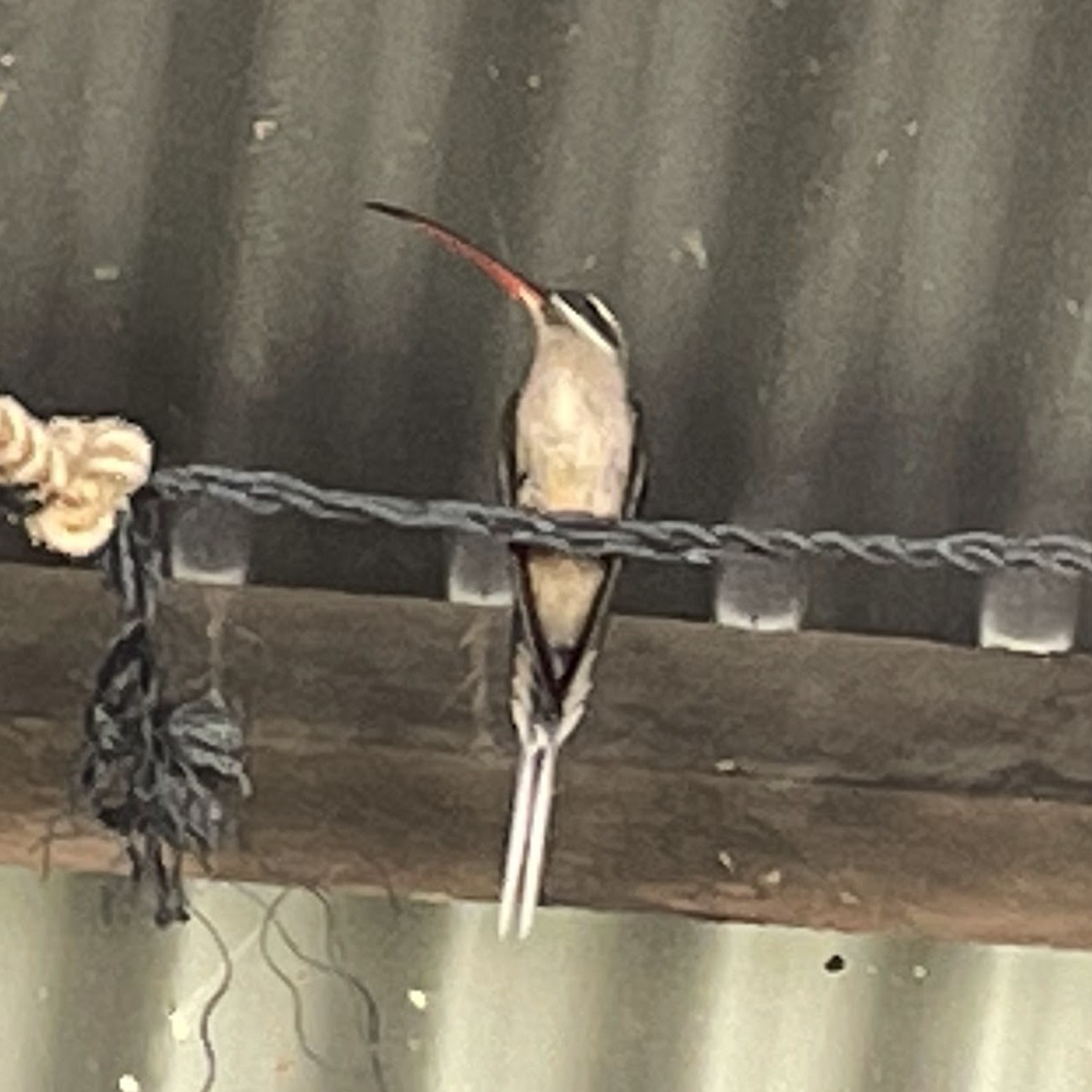 Long-tailed Hermit (Phaethornis superciliosus), photo 2