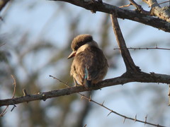 Halcyon chelicuti chelicuti