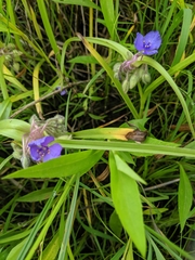 Tradescantia bracteata
