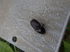 Lucanidae