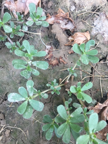 Common Purslane