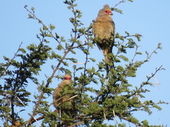 Urocolius indicus transvaalensis