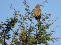 Urocolius indicus transvaalensis